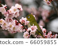 White-eye 66059855