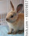 Rabbit  66059857