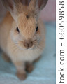 Rabbit  66059858