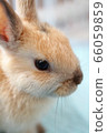 Rabbit  66059859