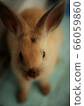 Rabbit  66059860