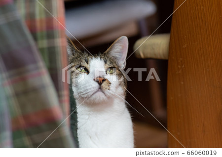 和貓一起生活野雞貓 和貓一起生活野雞貓 66060019