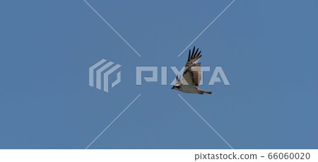 魚鷹拍打翅膀 66060020