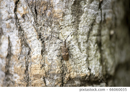 Lady Beetle Kamikiri 66060035