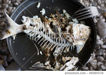 Gnawed bones with head and tail of freshly caught Gnawed bones with head and tail of freshly caught 66060538