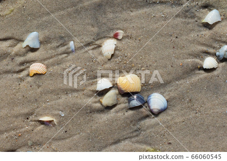 Wet sand beach with broken seashells at hot sunny Wet sand beach with broken seashells at hot sunny 66060545