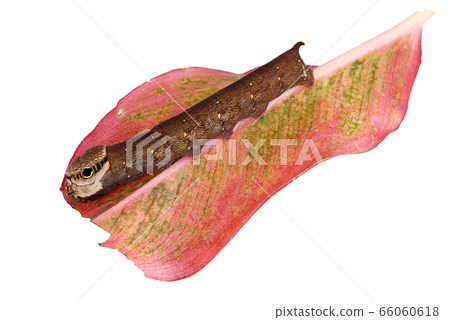 butterfly worm isolated on white background butterfly worm isolated on white background 66060618