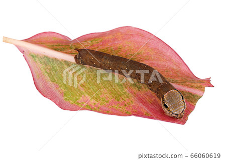 butterfly worm isolated on white background butterfly worm isolated on white background 66060619