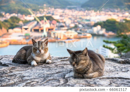 貓市“廣島縣”尾道“蓬蓬岩” 66061517