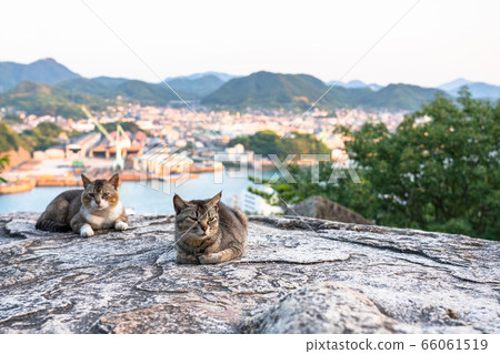 "Hiroshima Prefecture" Onomichi, the city of cats "At Pompon Rock" "Hiroshima Prefecture" Onomichi, the city of cats "At Pompon Rock" 66061519