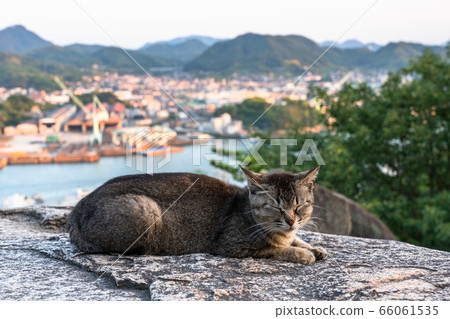 "Hiroshima Prefecture" Onomichi, the city of cats "At Pompon Rock" 66061535