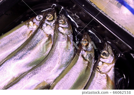五條柳葉魚 66062538