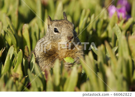 California Dilith 66062822