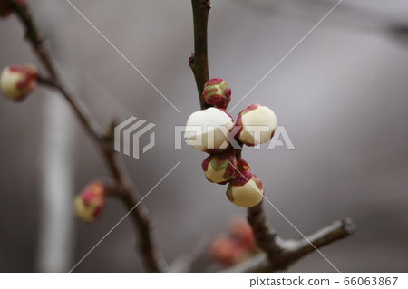 Plum blossom Plum blossom 66063867