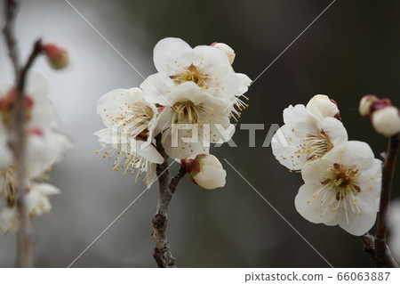 梅花 梅花 66063887