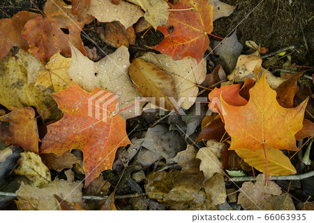 Autumn leaves in Canada 66063935