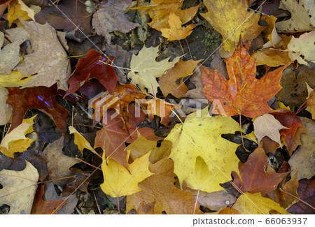 Autumn leaves in Canada 66063937