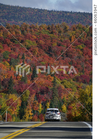 Autumn leaves in Canada Autumn leaves in Canada 66063947