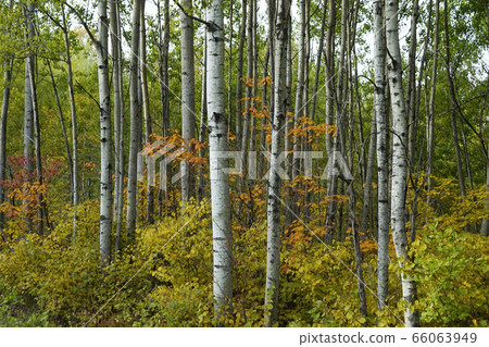 Autumn leaves in Canada 66063949