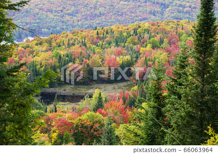 秋葉在加拿大 秋葉在加拿大 66063964