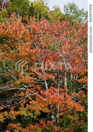 Autumn leaves in Canada 66063968