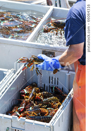 Fisherman holding live Maine lobsters in each 66064316