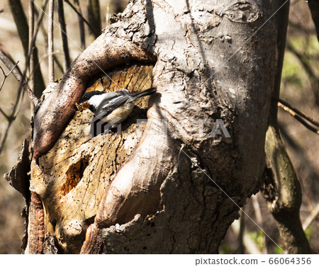 Black-Capped Chickadee cleaning out hole in tree 66064356