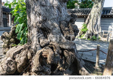 曼陀羅神廟123 66064976