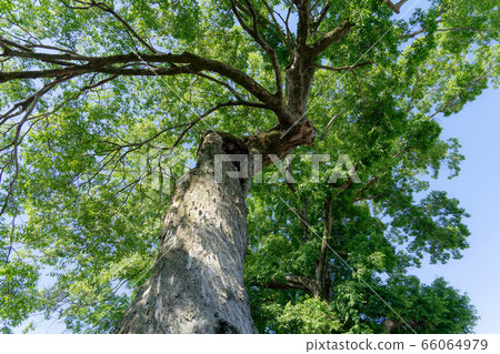 曼陀羅寺120 66064979