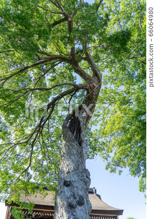 Mandala Temple 99 66064980