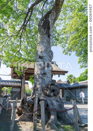 Mandala Temple 96 Mandala Temple 96 66064987