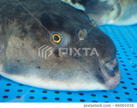 Fish in aquarium Fish in aquarium 66065038