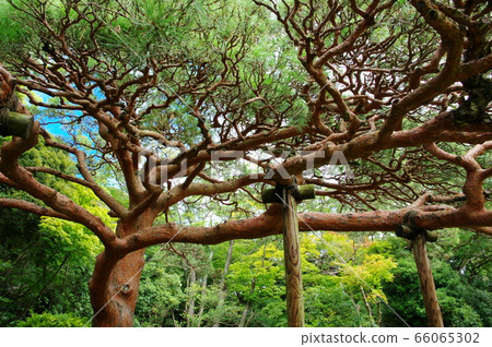 Red pine 66065302