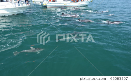海豚,觀賞海豚 海豚,觀賞海豚 66065307