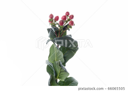 Beautiful flowers isolated on white studio background. Design elements. Blooming, spring, summertime. 66065505