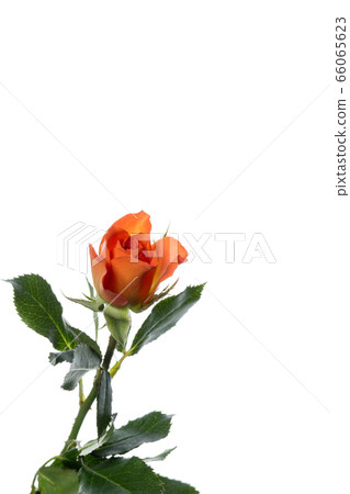 Beautiful flowers isolated on white studio background. Design elements. Blooming, spring, summertime. Beautiful flowers isolated on white studio background. Design elements. Blooming, spring, summertime. 66065623