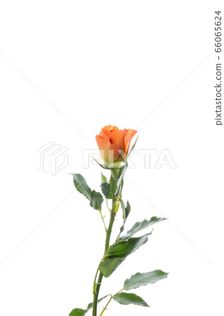 Beautiful flowers isolated on white studio background. Design elements. Blooming, spring, summertime. 66065624