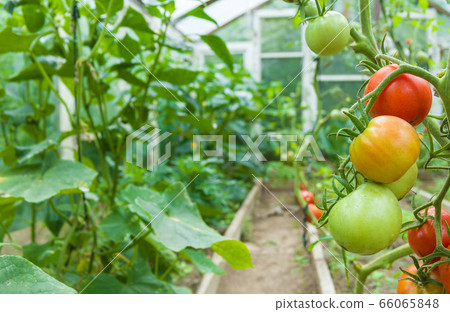 Fresh red and green tomatoes hanging on plant. Tomatoes growing in film greenhouses. 66065848