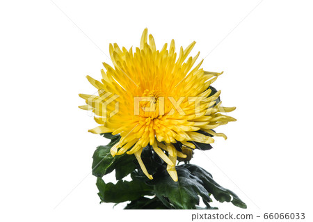 Beautiful flowers isolated on white studio background. Design elements. Blooming, spring, summertime. Beautiful flowers isolated on white studio background. Design elements. Blooming, spring, summertime. 66066033