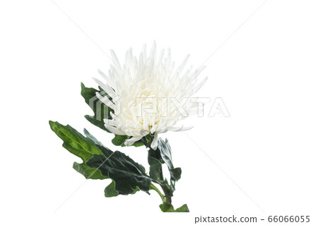 Beautiful flowers isolated on white studio background. Design elements. Blooming, spring, summertime. Beautiful flowers isolated on white studio background. Design elements. Blooming, spring, summertime. 66066055