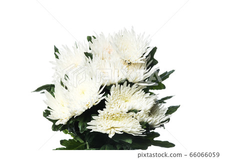 Beautiful flowers isolated on white studio background. Design elements. Blooming, spring, summertime. Beautiful flowers isolated on white studio background. Design elements. Blooming, spring, summertime. 66066059