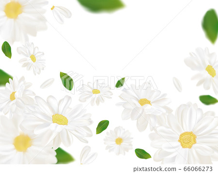 3D realistic chamomile with green leaf. White chamomile in motion. Beautiful flower background. Chamomile close up. Falling flower chamomile. Vector illustration. 3D realistic chamomile with green leaf. White chamomile in motion. Beautiful flower background. Chamomile close up. Falling flower chamomile. Vector illustration. 66066273
