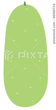 蔬菜瓜冬瓜Togan 66066558