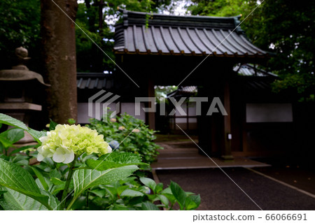 Hydrangea at Myohoji Temple in Horinouchi, Suginami-ku, Tokyo Hydrangea at Myohoji Temple in Horinouchi, Suginami-ku, Tokyo 66066691