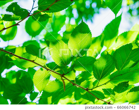 New green image New green image 66066742