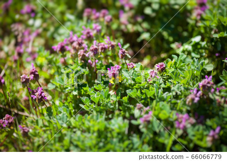 Field of flower. Summer background. Field of flower. Summer background. 66066779