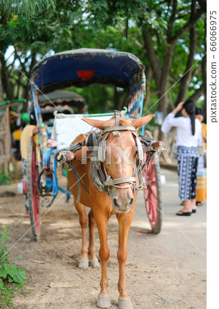 Horse carriage for tourists traveling in Ava 66066975
