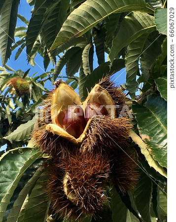 Splendid chestnut 66067029