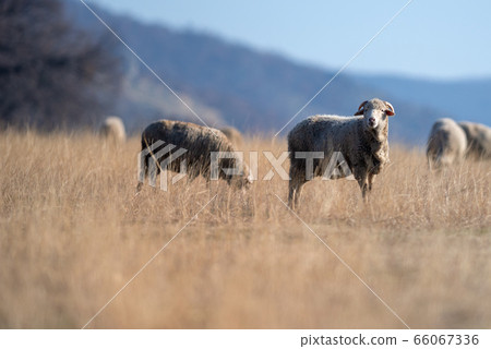 Flock of sheep on the meadow 66067336