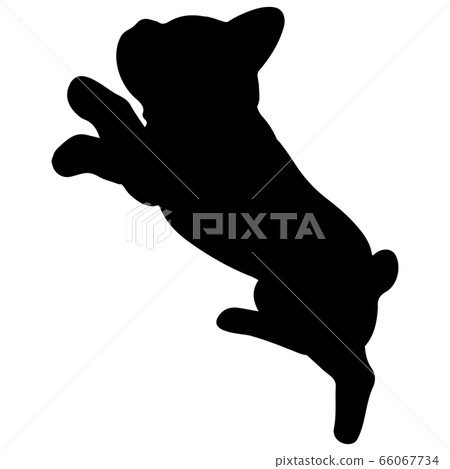 波士頓梗犬側剪影跳 66067734